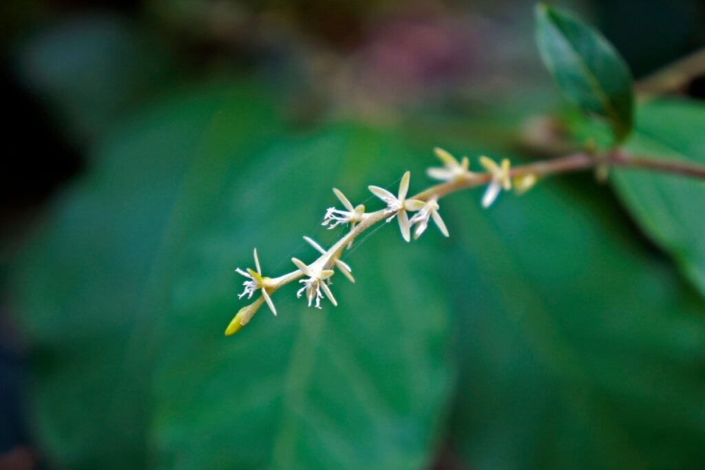 A guiné tem antioxidantes que podem ajudar a reduzir o estresse oxidativo no organismo (Imagem: Wagner Campelo | Shutterstock)
