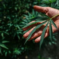 Para fins medicinais, foi autorizado o cultivo do cânhamo industrial – variação da 'Cannabis sativa' com teor de tetrahidrocanabinol (THC) inferior a 0,3%.