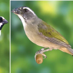 Um bigodinho e dois trinca-ferros, espécies classificadas como em risco de extinção, eram mantidos sem autorização