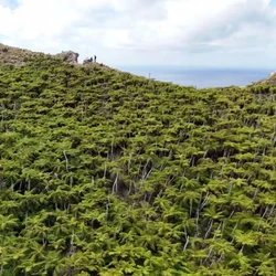 Trindade chegou a ter menos de 5% de vegetação devido à presença dos animais; quase 30 anos após extermínio da espécie, local expandiu em mais de 1.000% a área verde nativa