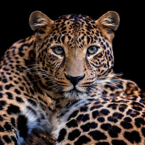 Imagem - Leopardo: 10 curiosidades sobre esse felino selvagem 