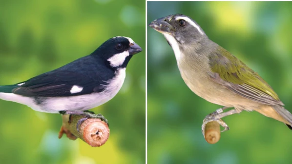 Um bigodinho e dois trinca-ferros, espécies classificadas como em risco de extinção, eram mantidos sem autorização