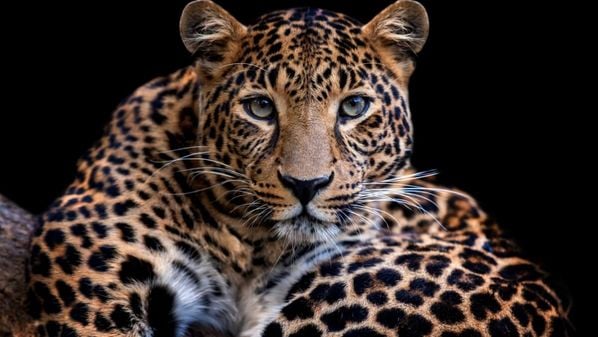 Discreto, ágil e extremamente adaptável, ele é um dos grandes felinos mais fascinantes do planeta