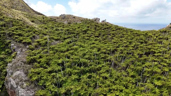 Trindade chegou a ter menos de 5% de vegetação devido à presença dos animais; quase 30 anos após extermínio da espécie, local expandiu em mais de 1.000% a área verde nativa