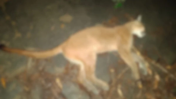 Animal foi recolhido pela prefeitura e levado para a UVV, onde passará por exames para ajudar em pesquisas científicas