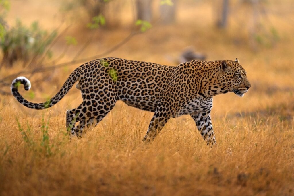 O leopardo consegue se aproximar da presa silenciosamente graças às patas macias que abafam seus passos (Imagem: Ondrej Prosicky | Shutterstock)