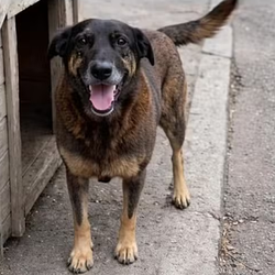 Caso de cachorro torturado em SC expõe aumento de atos de violência digital extrema cometidos por adolescentes e compartilhados em grupos da internet, graças a 'combinação explosiva' de uso da tecnologia sem supervisão dos pais.