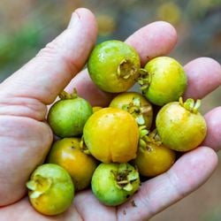 Descubra como esse alimento brasileiro pode trazer vantagens para o corpo e ser incorporado na alimentação