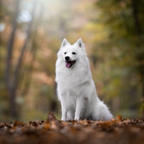 Imagem - Cães do tipo spitz: 7 raças encantadoras para conhecer 