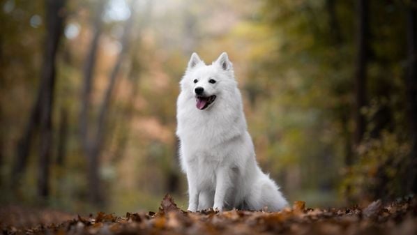 Eles chamam atenção pela pelagem farta, orelhas pontudas e personalidade marcante