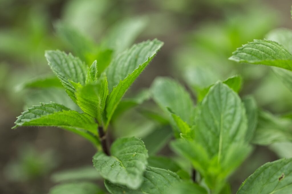 A hortelã promove leveza emocional, acolhimento e proteção energética ao canceriano (Imagem: Skrypnykov Dmytro | Shutterstock)