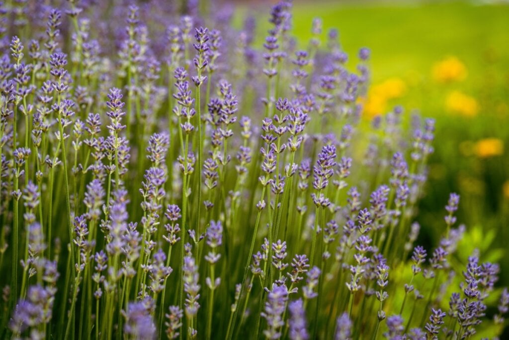 A lavanda acalma a mente do geminiano, melhora a concentração e ajuda a organizar pensamentos (Imagem: foto_molka | Shutterstock)