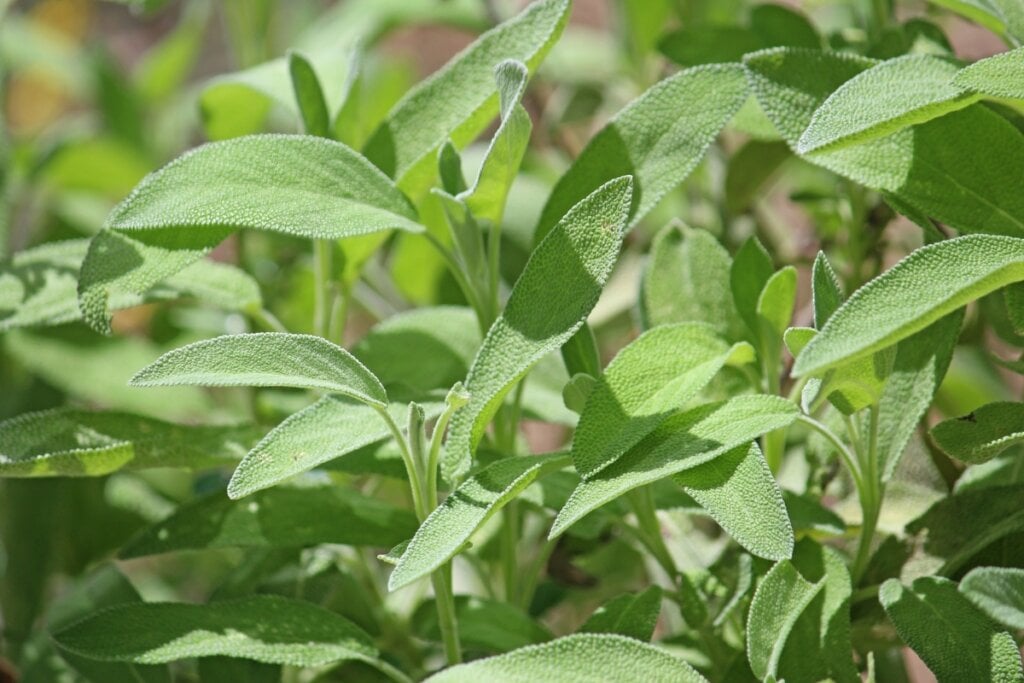 A sálvia ajuda na limpeza energética, na elevação espiritual e no estímulo à intuição do sagitariano (Imagem: Rose Marinelli | Shutterstock) 