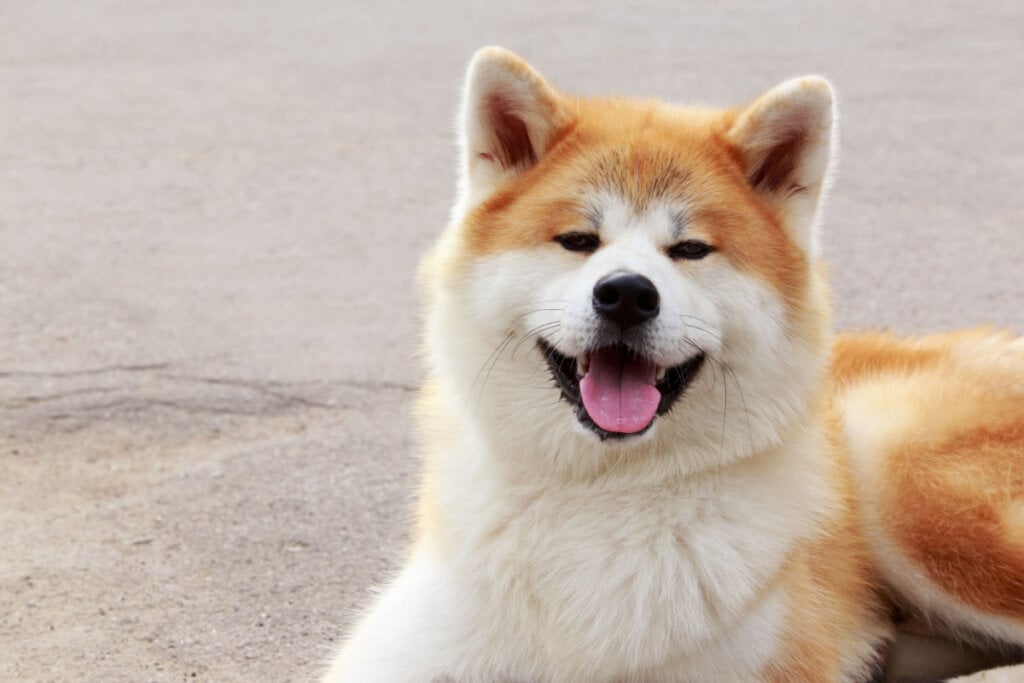 O akita inu é um cão imponente, de porte grande e aparência nobre (Imagem: Olga Aniven | Shutterstock)