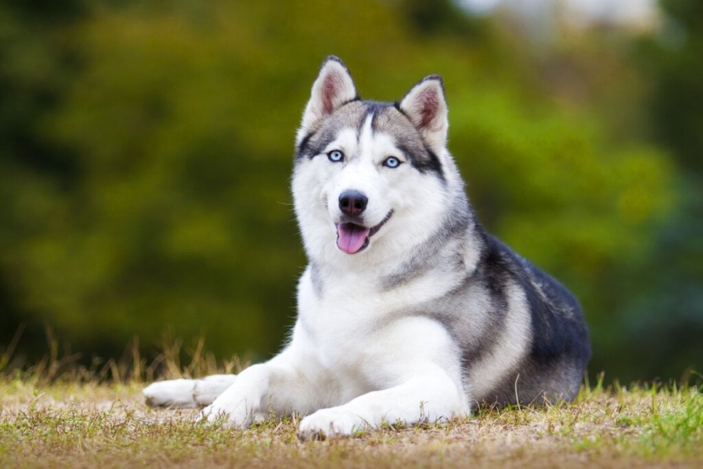 O husky siberiano tem porte médio, atlético e resistente, com olhos que chamam atenção (Imagem: Sbolotova | Shutterstock) 
