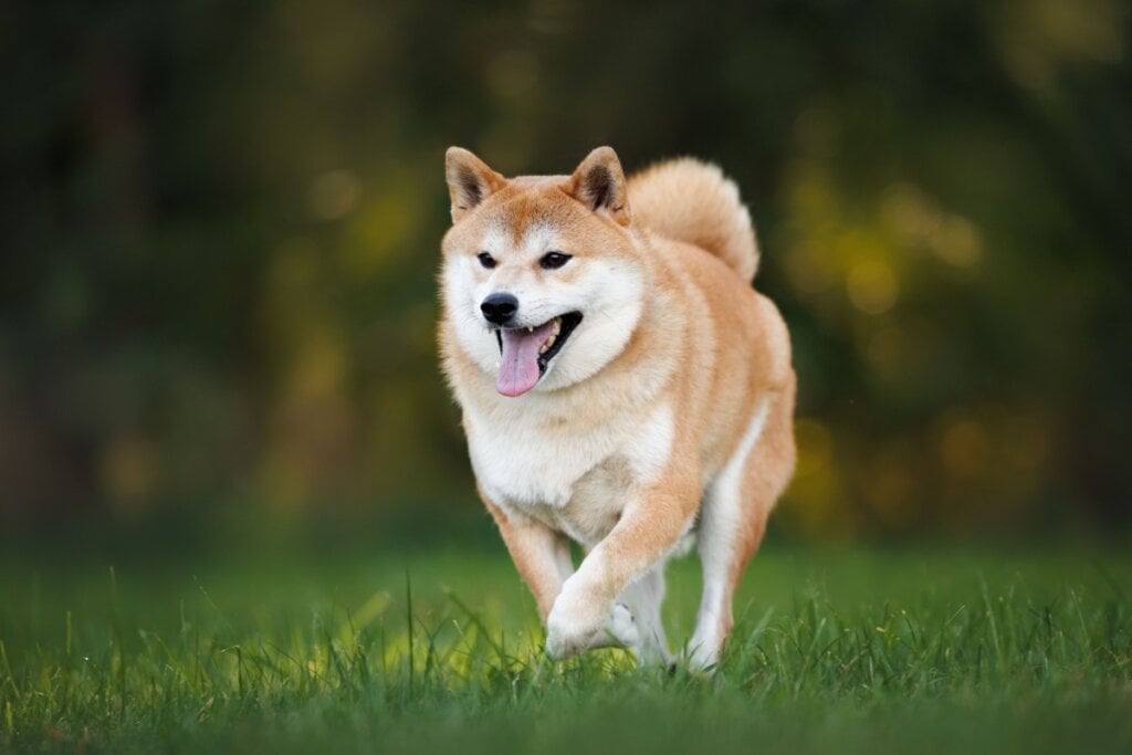 O shiba inu é ágil, inteligente e com forte instinto de caça (Imagem: otsphoto | Shutterstock) 