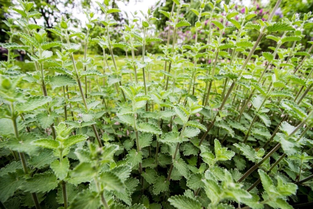 Peixes encontra na melissa uma planta que favorece calma, sonhos, espiritualidade e equilíbrio emocional (Imagem: Almacron | Shutterstock)