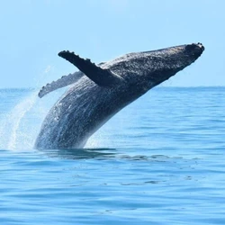 O dossiê que embasa a candidatura foi entregue pelo governo brasileiro à entidade nesta quinta (29); título é dado a lugares de excepcional valor, natural ou cultural, para toda a humanidade