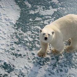 Cientistas acreditam que os ursos de Svalbard, na Noruega, tenham se adaptado à recente perda de gelo, consumindo mais presas terrestres.