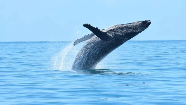 O dossiê que embasa a candidatura foi entregue pelo governo brasileiro à entidade nesta quinta (29); título é dado a lugares de excepcional valor, natural ou cultural, para toda a humanidade