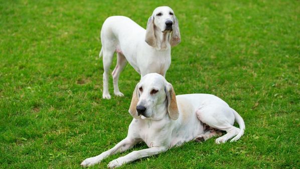 Nobre de origem francesa, ele se destaca pela elegância, faro apurado e vigor impressionante
