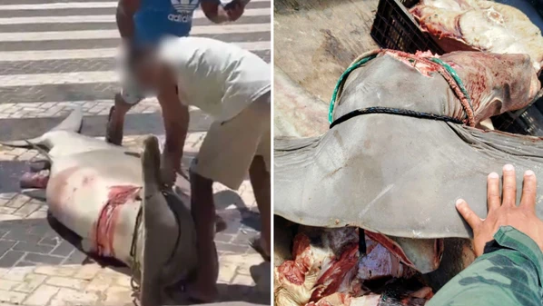 Animal foi capturado a cerca de 28 quilômetros da costa e cortado em via pública; especialistas alertam para riscos ambientais e importância da região Norte do ES para a conservação da espécie