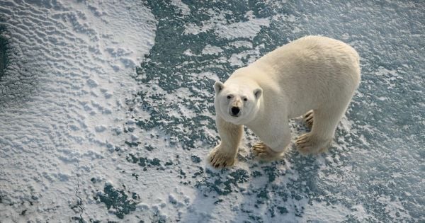 Cientistas acreditam que os ursos de Svalbard, na Noruega, tenham se adaptado à recente perda de gelo, consumindo mais presas terrestres.