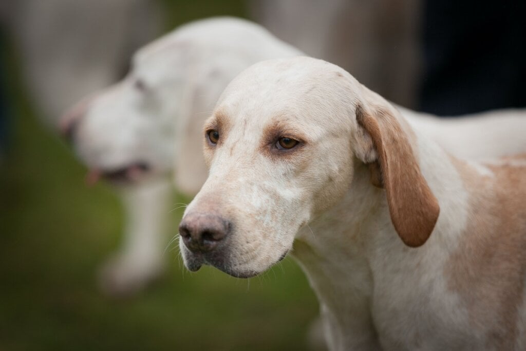 O billy exige uma alimentação rica em nutrientes que sustentem sua energia (Imagem: Wirestock Collection | Shutterstock)