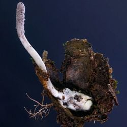 Espécie ataca aranhas de alçapão e foi eleita um dos dez principais achados de 2025 pelo Kew Gardens de Londres.