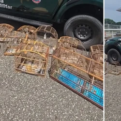 Entre os nove pássaros havia um trinca-ferro e dois catataus, espécies que constam na lista oficial de espécies ameaçadas de extinção do ES