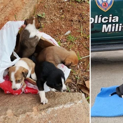 Populares contaram que suspeita foi até o bairro Campo da Leopoldina em um carro, deixou os animais e seguiu para uma mercearia