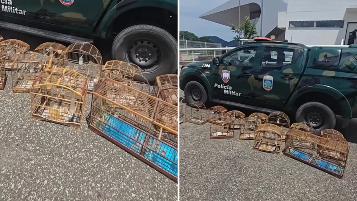 Nove pássaros mantidos em cativeiro ilegalmente foram apreendidos em Jerônimo Monteiro, no Sul do ES
