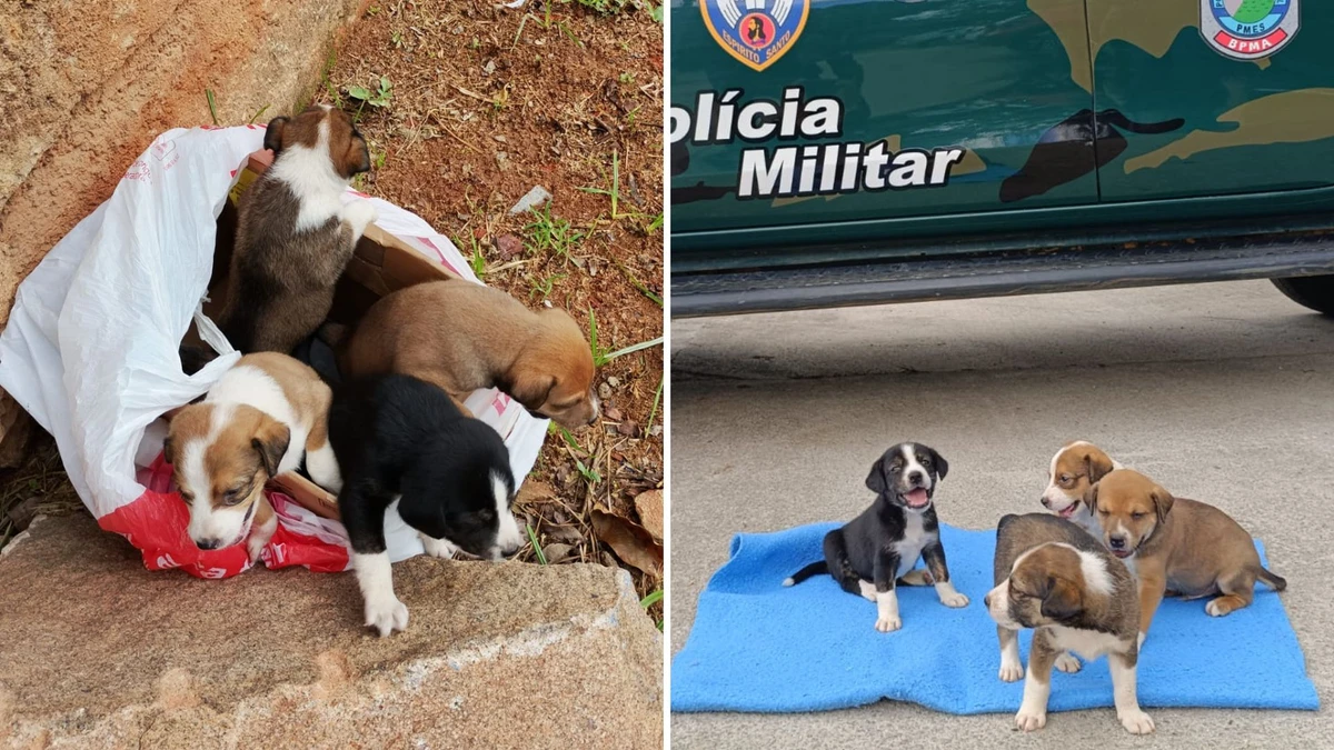 Quatro filhotes de cachorro foram abandonados e resgatados em Cachoeiro de Itapemirim, no Sul do ES