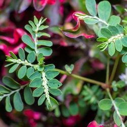 Ela tem potencial para prevenir pedras nos rins e na vesícula, melhorar a saúde hepática e aliviar a constipação