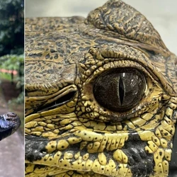 Os répteis foram localizados nessa segunda-feira (2); ambos foram resgatados e estiveram sob cuidados veterinários