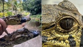 A Gazeta - t856h1p89nc