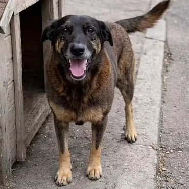 Imagem - Orelha não morreu em vão: a barbárie que está obrigando o Brasil a se olhar no espelho