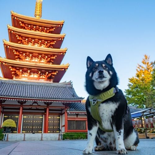 Imagem - 10 nomes para cachorro inspirados em lugares do mundo 