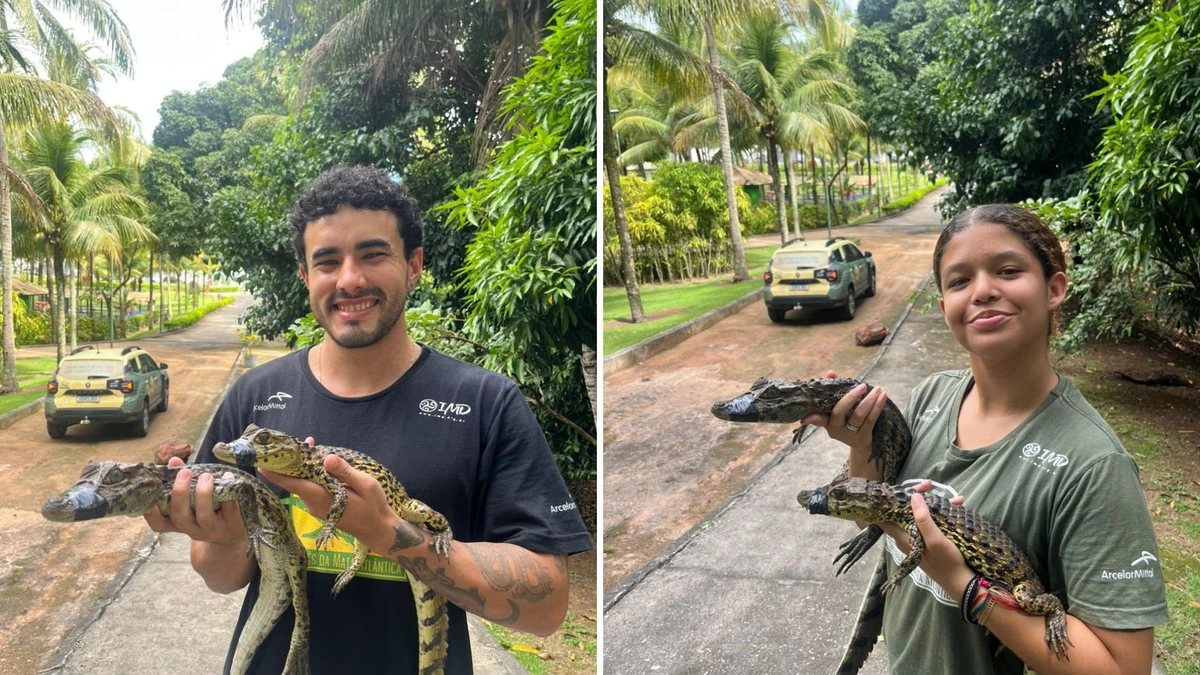 Jacarés foram resgatados nesta segunda-feira (2)