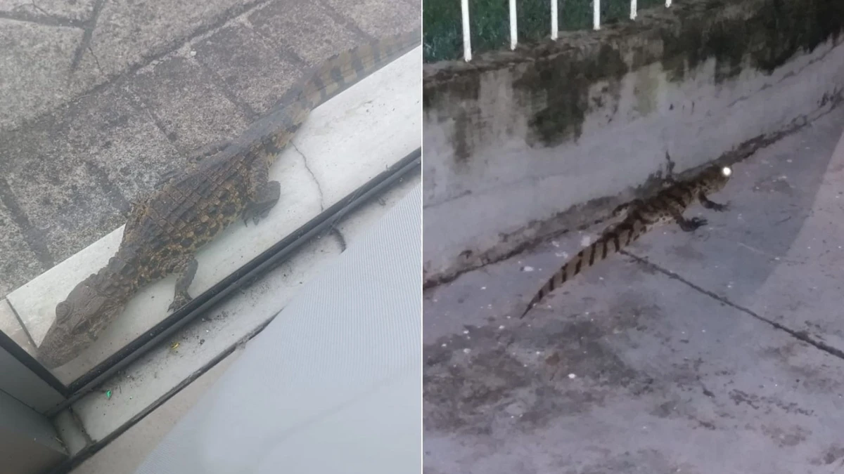 Momento em que os jacarés foram encontrados; na Serra, à esquerda, e em Vitória, à direita
