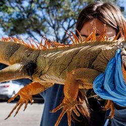 As temperaturas mais baixas em mais de uma década na região estão afetando especialmente as iguanas e outros répteis.