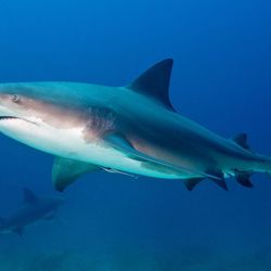 Peter Smith e sua esposa estavam de férias no Caribe, vindos de Hertfordshire, quando um mergulho que parecia tranquilo mudou repentinamente.