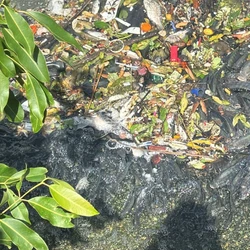 Fenômeno de eutrofização, causado pelo excesso de nutrientes e falta de oxigênio na água, é apontado como a principal motivo do problema no bairro Shell