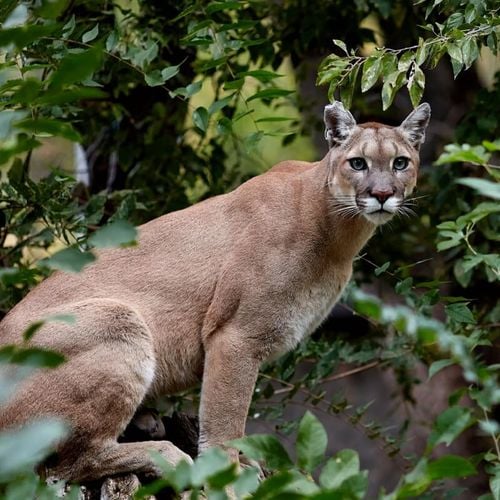 Imagem - Puma: 10 curiosidades incríveis sobre esse felino