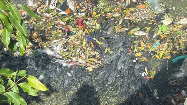 Fenômeno de eutrofização, causado pelo excesso de nutrientes e falta de oxigênio na água, é apontado como a principal motivo do problema no bairro Shell