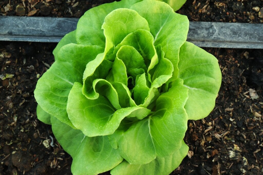 A alface-lisa, fonte de cálcio e potássio, é ideal para ser utilizada na montagem de hambúrguer ou outros lanches (Imagem: Di NK NK | Shutterstock)
