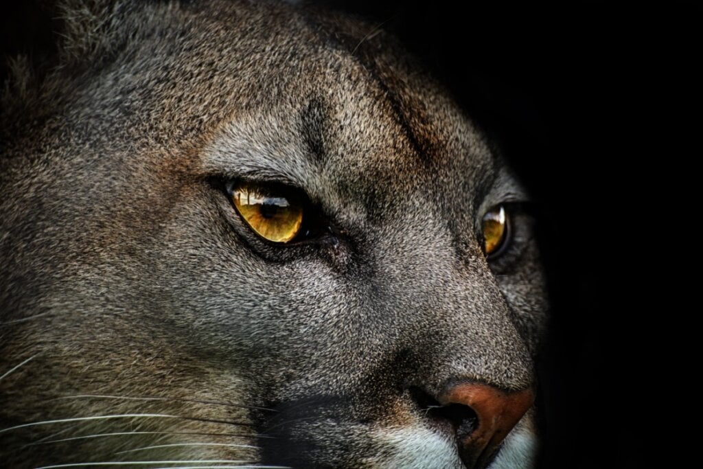 O puma tem uma excelente visão noturna (Imagem: DenisaPro | Shutterstock)