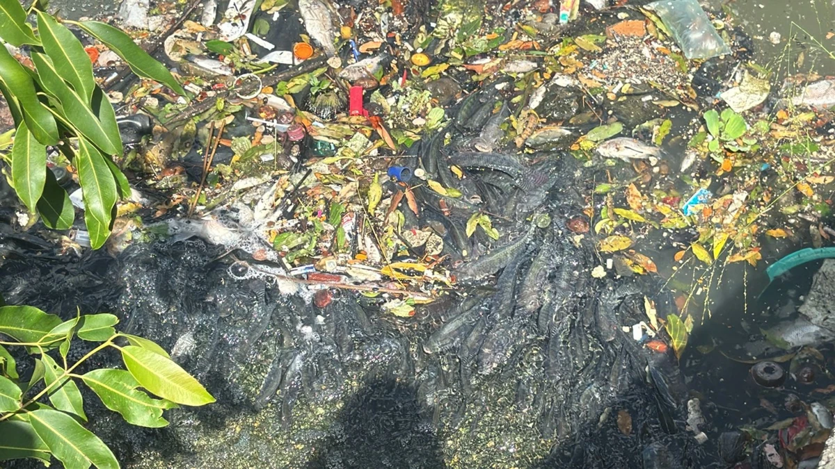 Peixes são encontrados mortos em lagoa urbana de Linhares