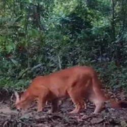 Nas imagens dá para ver que os irmãos estão bem maiores do que no primeiro flagrante, em setembro do ano passado