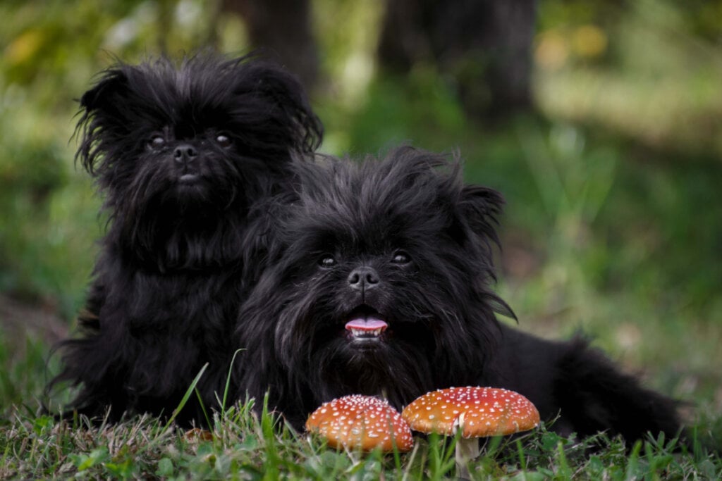 O affenpinscher é um cachorro pequeno e bastante expressivo (Imagem: katamount | Shutterstock)
